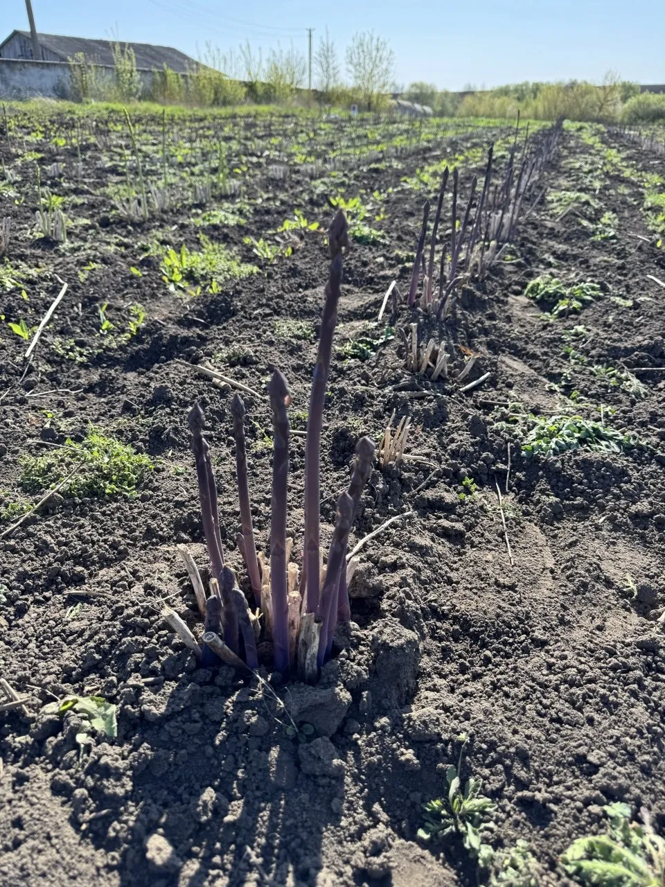 Перший урожай спаржі
